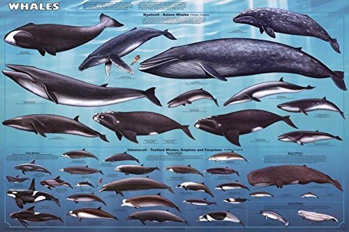 למינציה לווייתנים חינוכיים תרשים יונקים אוקיינוס בכיתה הדפסת פוסטר 24 * 36